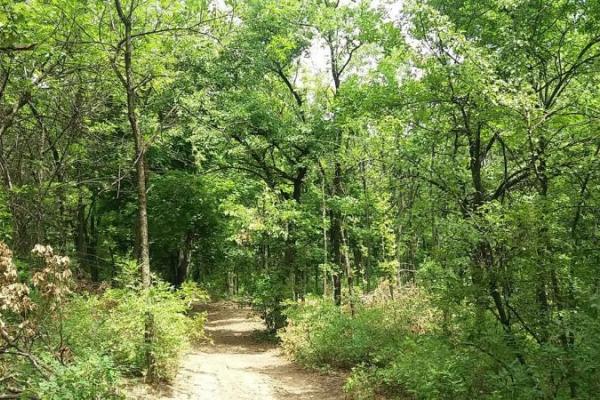 "Регион скоро превратится в безжизненное место": жители ОРДО обеспокоены массовой вырубкой леса