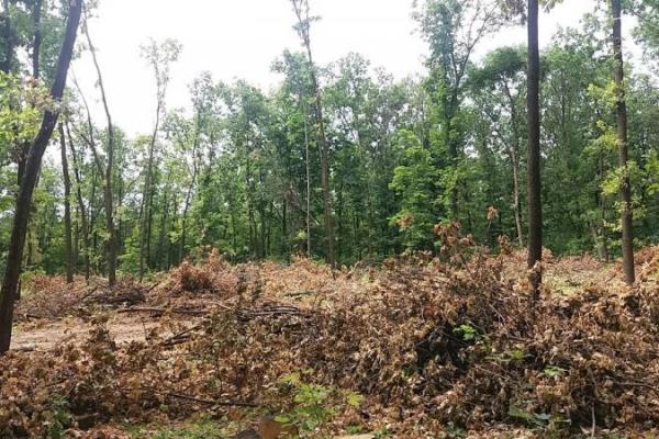 "Регион скоро превратится в безжизненное место": жители ОРДО обеспокоены массовой вырубкой леса