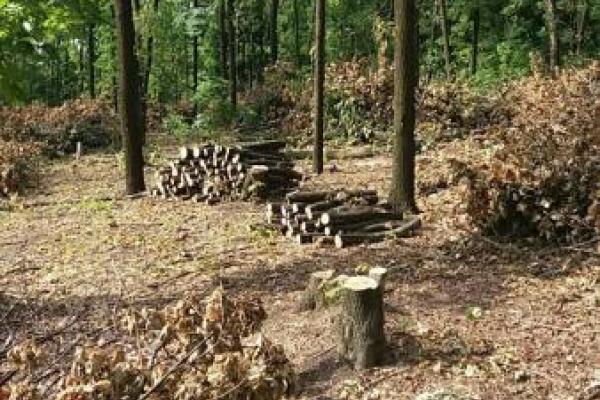 "Регион скоро превратится в безжизненное место": жители ОРДО обеспокоены массовой вырубкой леса