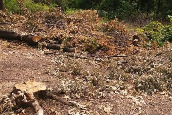 "Регион скоро превратится в безжизненное место": жители ОРДО обеспокоены массовой вырубкой леса