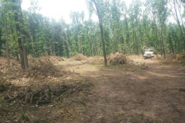 "Регион скоро превратится в безжизненное место": жители ОРДО обеспокоены массовой вырубкой леса