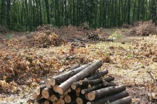 "Регион скоро превратится в безжизненное место": жители ОРДО обеспокоены массовой вырубкой леса