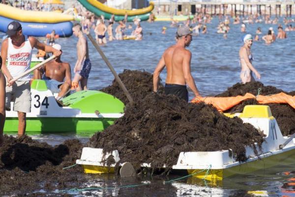 Море шоколадного цвета: пляжи Евпатории завалены зловонной субстанцией Море шоколадного цвета: пляжи Евпатории завалены зловонной субстанцией
