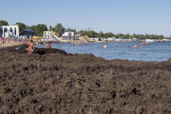 Море шоколадного цвета: пляжи Евпатории завалены зловонной субстанцией Море шоколадного цвета: пляжи Евпатории завалены зловонной субстанцией
