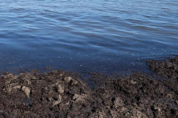 Море шоколадного цвета: пляжи Евпатории завалены зловонной субстанцией Море шоколадного цвета: пляжи Евпатории завалены зловонной субстанцией