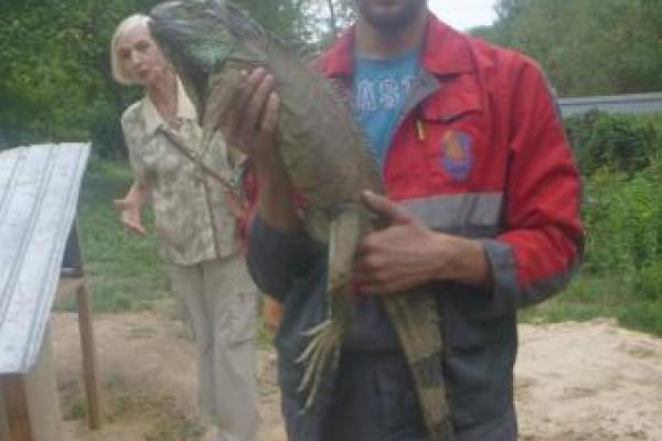 На Киевщине объявился "динозавр", который съел все кабачки на сельском огороде На Киевщине объявился "динозавр", который съел все кабачки на сельском огороде