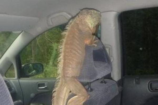 На Киевщине объявился "динозавр", который съел все кабачки на сельском огороде На Киевщине объявился "динозавр", который съел все кабачки на сельском огороде