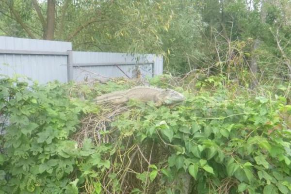 На Киевщине объявился "динозавр", который съел все кабачки на сельском огороде На Киевщине объявился "динозавр", который съел все кабачки на сельском огороде