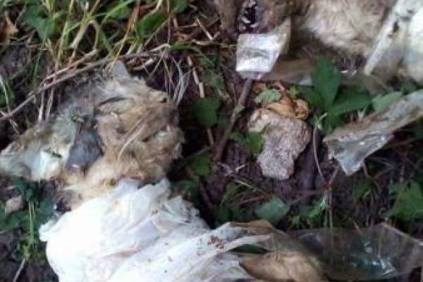 В Киеве найдены зверски убитые и замотанные в скотч котята (18+)