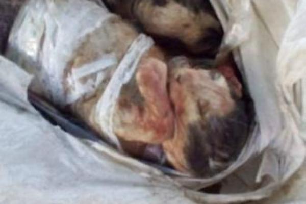 В Киеве найдены зверски убитые и замотанные в скотч котята (18+)