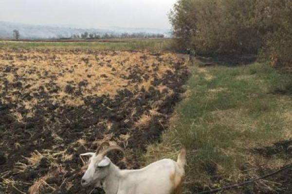 Страшная трагедия: Вдоль трассы, ведущей на Лисичанск, полностью выгорело село Страшная трагедия: Вдоль трассы, ведущей на Лисичанск, полностью выгорело село