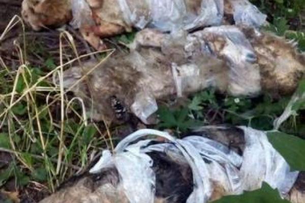 В Киеве найдены зверски убитые и замотанные в скотч котята (18+)