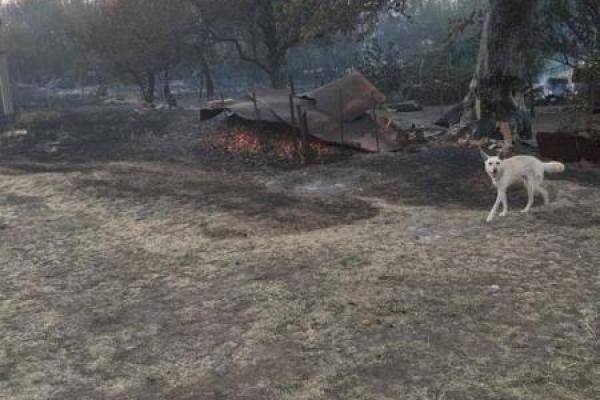 Страшная трагедия: Вдоль трассы, ведущей на Лисичанск, полностью выгорело село Страшная трагедия: Вдоль трассы, ведущей на Лисичанск, полностью выгорело село