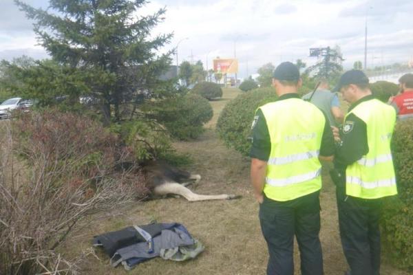 В Киеве провели операцию по спасению приплывшего в город по Днепру лося В Киеве провели операцию по спасению приплывшего в город по Днепру лося