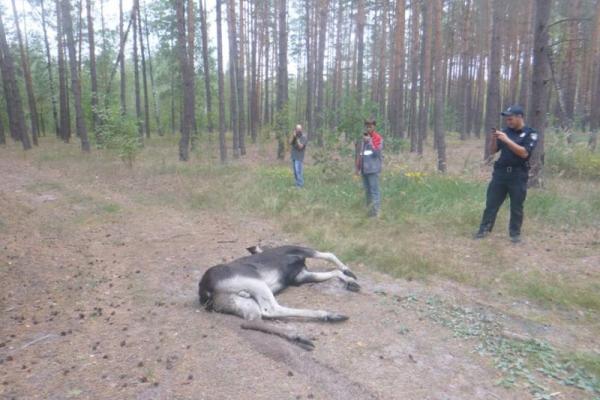 В Киеве провели операцию по спасению приплывшего в город по Днепру лося В Киеве провели операцию по спасению приплывшего в город по Днепру лося