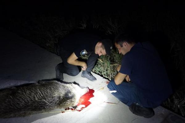 В Мариуполе мужчину покусал дикий кабан В Мариуполе мужчину покусал дикий кабан
