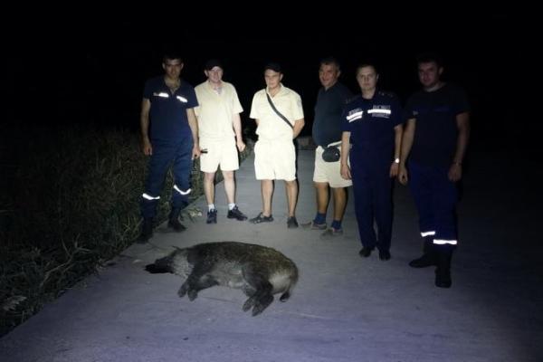 В Мариуполе мужчину покусал дикий кабан В Мариуполе мужчину покусал дикий кабан