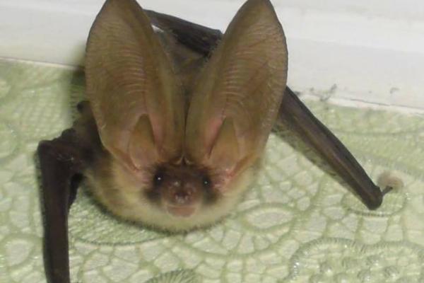 Чудеса консервации: киевляне нашли в банке из-под соленых огурцов "джинна"