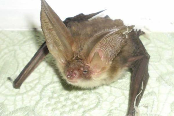 Чудеса консервации: киевляне нашли в банке из-под соленых огурцов "джинна"