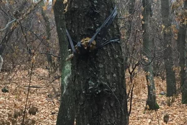 В зоне АТО обнаружен заминированный тайник с российским оружием В зоне АТО обнаружен заминированный тайник с российским оружием