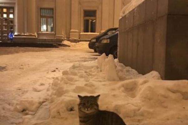 МИД Украины взяло на работу «послом» кота МИД Украины взяло на работу «послом» кота