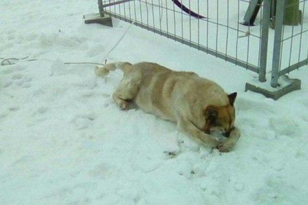 Жуткая смерть Рекса: в России садисты украли собаку, привязали ее за хвост и начали взрывать петарды Жуткая смерть Рекса: в России садисты украли собаку, привязали ее за хвост и начали взрывать петарды