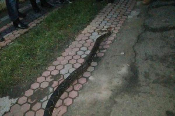 В Хусте местные жители убили 2-метрового удава, который полз по улице В Хусте местные жители убили 2-метрового удава, который полз по улице