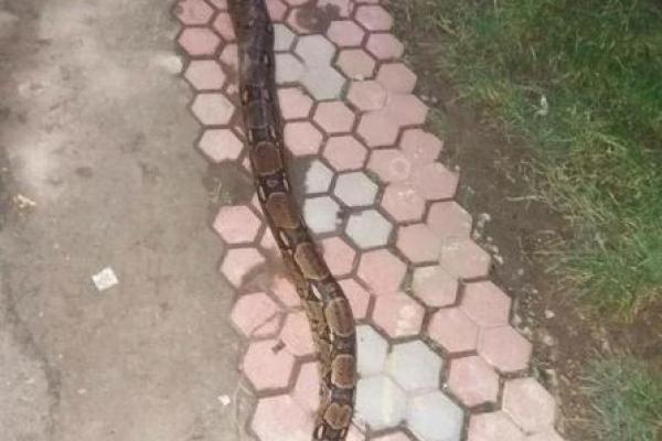 В Хусте местные жители убили 2-метрового удава, который полз по улице В Хусте местные жители убили 2-метрового удава, который полз по улице