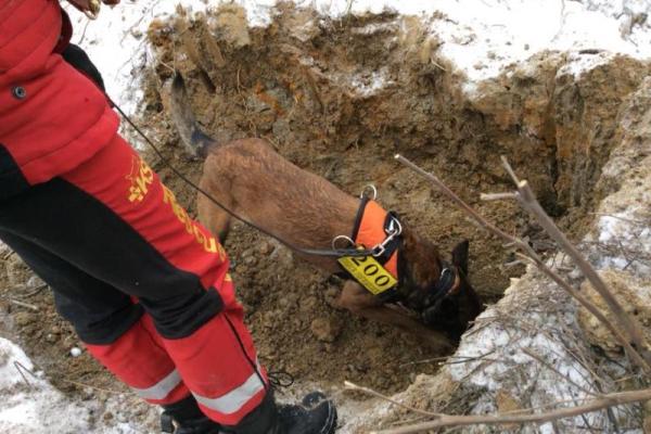 Вблизи Лисичанска ведется поиск тел погибших во время боевых действий Вблизи Лисичанска ведется поиск тел погибших во время боевых действий