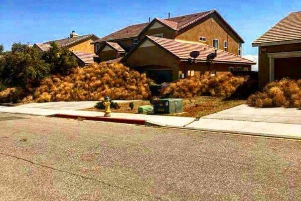 Перекати-поле "захватило" американский город: люди не могут попасть в свои дома