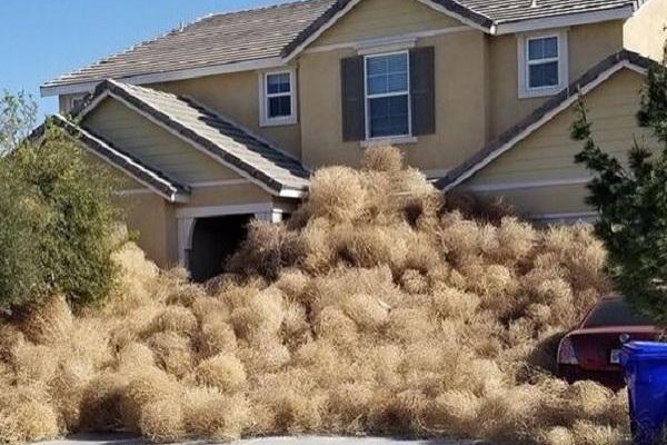 Перекати-поле "захватило" американский город: люди не могут попасть в свои дома