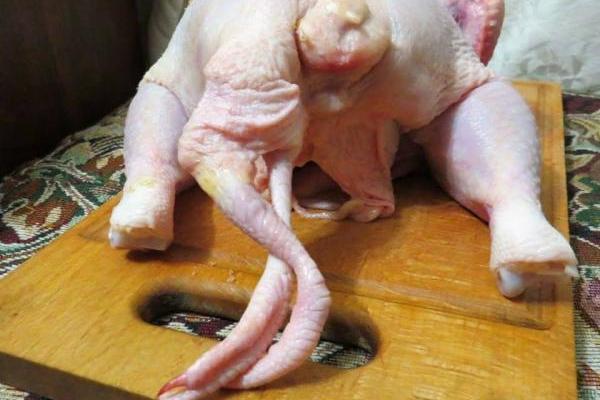 Хотела сбежать с мясокомбината? В Харькове обнаружили курицу-мутанта Хотела сбежать с мясокомбината? В Харькове обнаружили курицу-мутанта