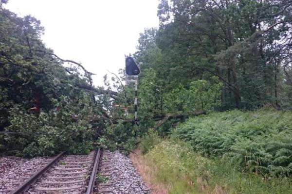 В Польше по время шторма дерево убило заместителя мэра города В Польше по время шторма дерево убило заместителя мэра города