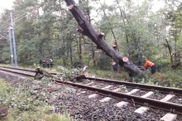 В Польше по время шторма дерево убило заместителя мэра города В Польше по время шторма дерево убило заместителя мэра города