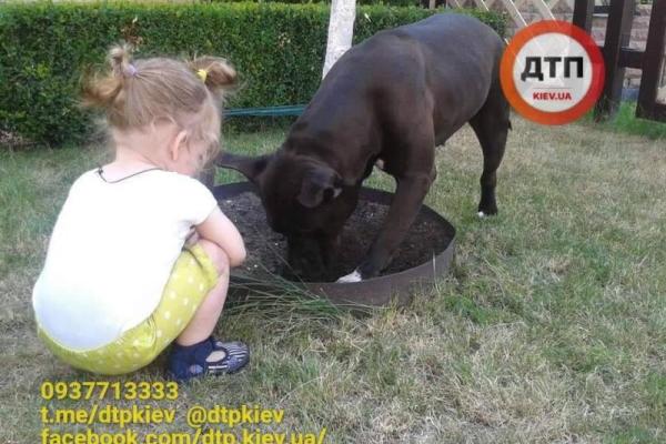 В Киеве ограбили квартиру: украли ценные вещи и собаку, которая требует особого лечения