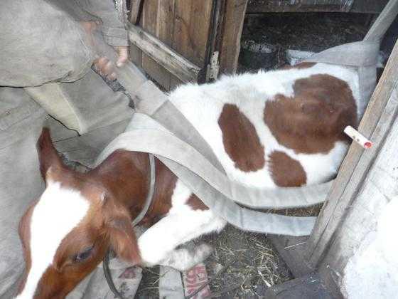 Новости из \"ЛНР\": \"сенсационный\" фоторепортаж по спасению козы и коровы, провалившихся в погреб